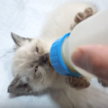 生後0日～8週間目までの子猫のミルクの与え方。飲まない場合の原因について