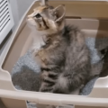 ポイントを抑えれば簡単！失敗しらずの子猫のトイレの教え方