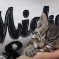 抱っこは子猫のころに教えよう！抱っこ好きにするための方法