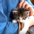 子猫の声が出ない7つの原因。鼻水が出ていたら病気の可能性が