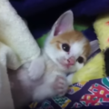 子猫がゴロゴロと喉を鳴らす気持ち。鳴らないのはどうして？