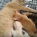 子猫の離乳は1か月目からを目安に始まる。離乳食へ移行しコミュニケーションをとる方法