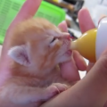 子猫がミルクを飲まない8つの原因と対処法。衰弱しきっていた子猫が復活！