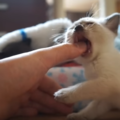 子猫の口臭の原因を知って対策！生え変わりの時期は要注意