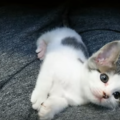 子猫がひきやすい風邪の症状チェック。鼻水や下痢などの対処法