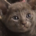 子猫がよく持っている寄生虫まとめ。危険な寄生虫と駆除方法