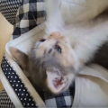 子猫の体温は39度。平熱より高い、低いときに気を付けること