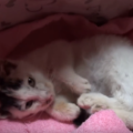子猫が震えるのはなぜ？原因とすぐにやるべき5つのこと