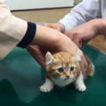 一人暮らしで子猫を拾ったときの育て方と注意ポイント