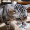 子猫の母猫がいないとき飼い主がしてあげるべき６つのこと