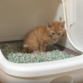 子猫がトイレを失敗するのは綺麗好きのせい！原因別の対処法