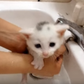 拾った子猫にはノミがいっぱい！駆除方法とお風呂の入れ方