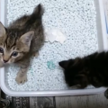 子猫がトイレをしない原因と対処法。ポイントは清潔さと砂の好き嫌いにあった！